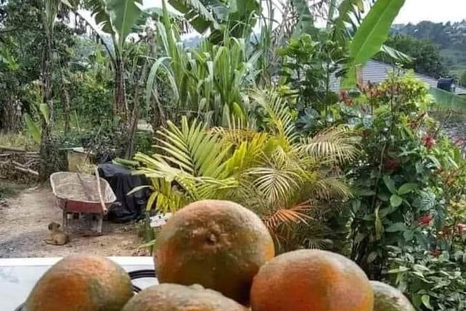 Appleton Estate Rum Tour and Pelican Bar Customize Tour - The road, comfort, and fitness level