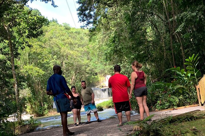 Appleton estate,YS Falls,Black River Safari,Pelican Bar(any 3of4) - A Jamaican interior day, not a quick three-hour outing