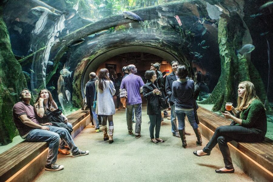 California Academy of Sciences Thursday NightLife Admission - African Hall and the penguin colony