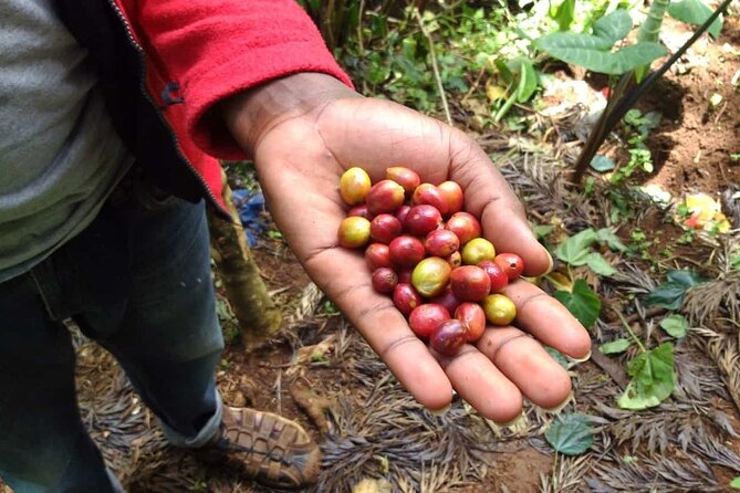 Day trip to Materuni waterfall, Coffee tour and Moshi Nightlife - Lunch, views, and the return to Moshi
