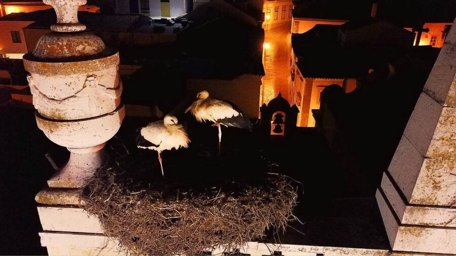 Faro: Night Segway Tour with Cocktails - Is $94 a fair price?