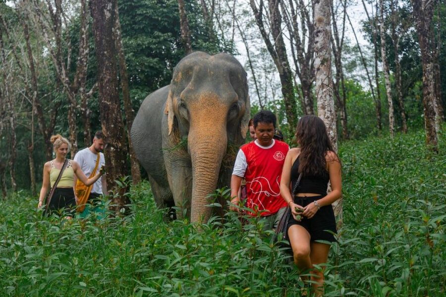 Khaolak: Sunset Elephant Walk with Complimentary Cocktail - Meeting rescued elephants without a staged show