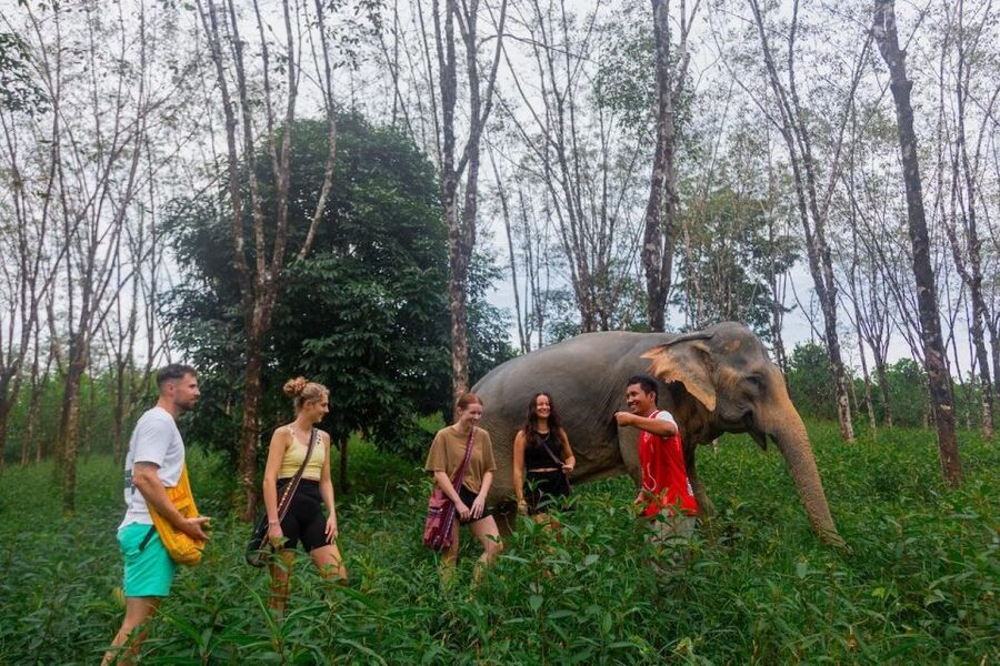 Khaolak: Sunset Elephant Walk with Complimentary Cocktail - Feeding time is the closest interaction