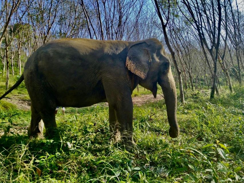 Khaolak: Sunset Elephant Walk with Complimentary Cocktail - A short jungle walk at sunset