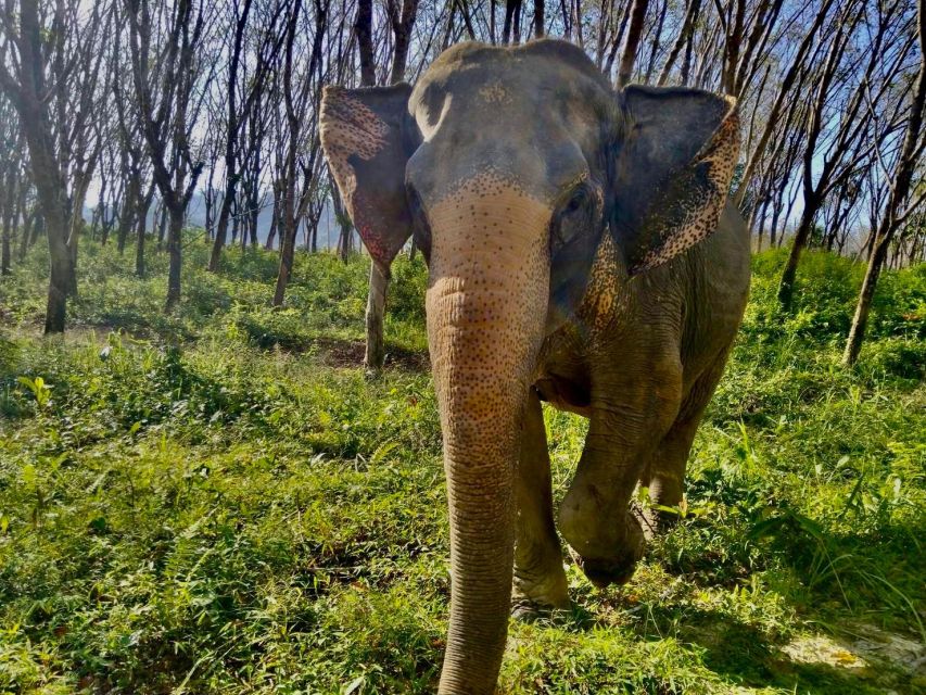 Khaolak: Sunset Elephant Walk with Complimentary Cocktail - What this tour does well, and where it falls short