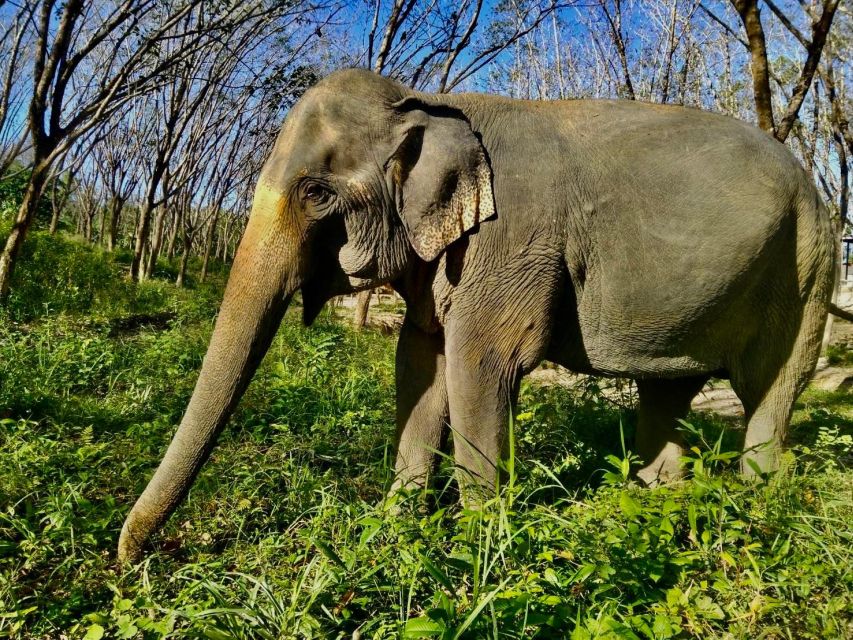 Khaolak: Sunset Elephant Walk with Complimentary Cocktail - Practical details that affect your decision