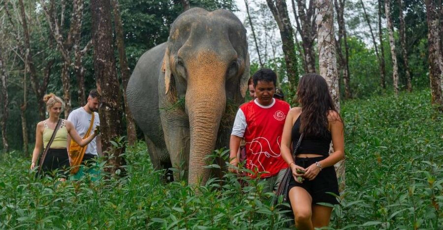 Khaolak: Sunset Elephant Walk with Complimentary Cocktail - What happens when you arrive at the sanctuary