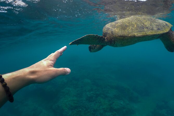 Maho Bay Turtle Snorkel with Lunch and Bar at Frenchman's Reef - What the $139 price really covers