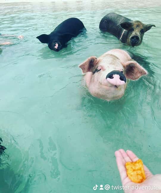 Nassau: Snorkeling, Swimming Pigs, Turtles & beach bar - Four Hours, Four Very Different Bahamian Stops