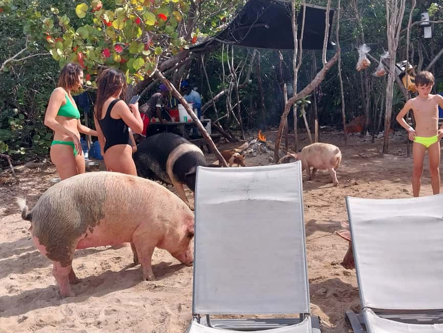 Nassau: Snorkeling, Swimming Pigs, Turtles & beach bar - Pig Beach Is the Main Photo Stop