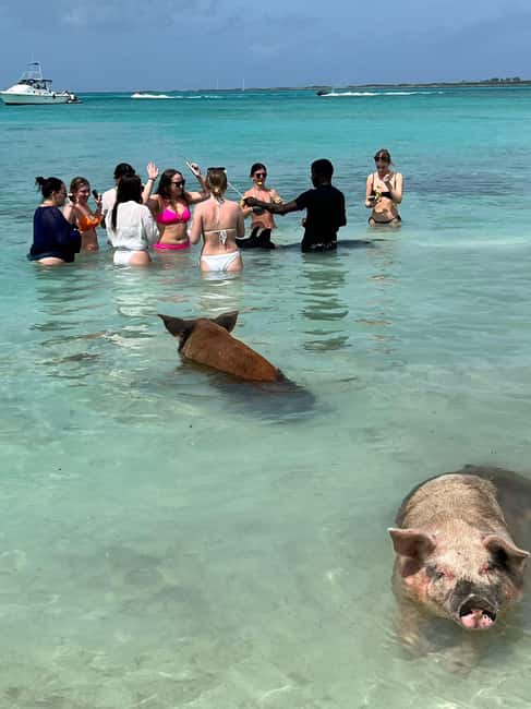 Nassau: Snorkeling, Swimming Pigs, Turtles & beach bar - Rashad’s Flexible Style Is Worth Noting