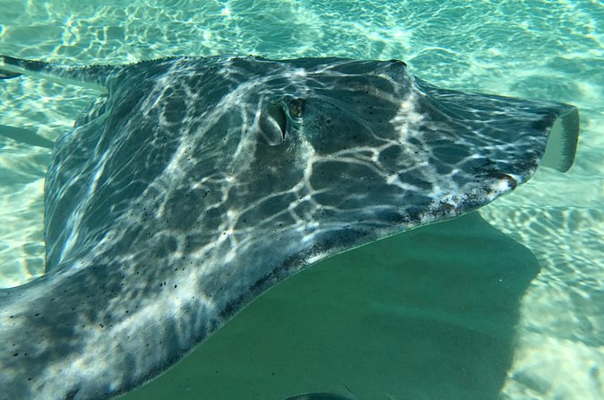 Private FullDay Stingray City, Snorkeling, Kaibo Bar & Grill and Starfish Beach - Why this five-hour trip works best as a private outing