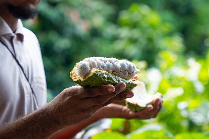 Project Chocolat Tree to Bar Tour at Hotel Chocolat Saint Lucia - From cacao pod to handmade chocolate bar