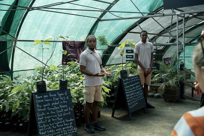 Project Chocolat Tree to Bar Tour at Hotel Chocolat Saint Lucia - Rainforest views and the final shop stop