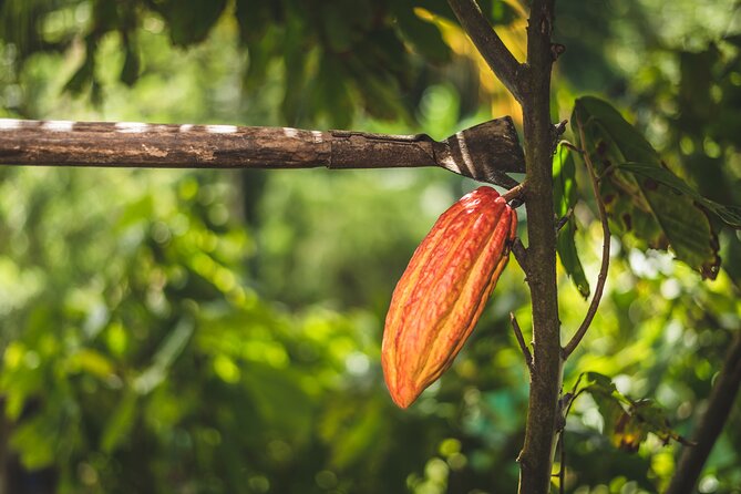 Project Chocolat Tree to Bar Tour at Hotel Chocolat Saint Lucia - Who will get the most from this experience