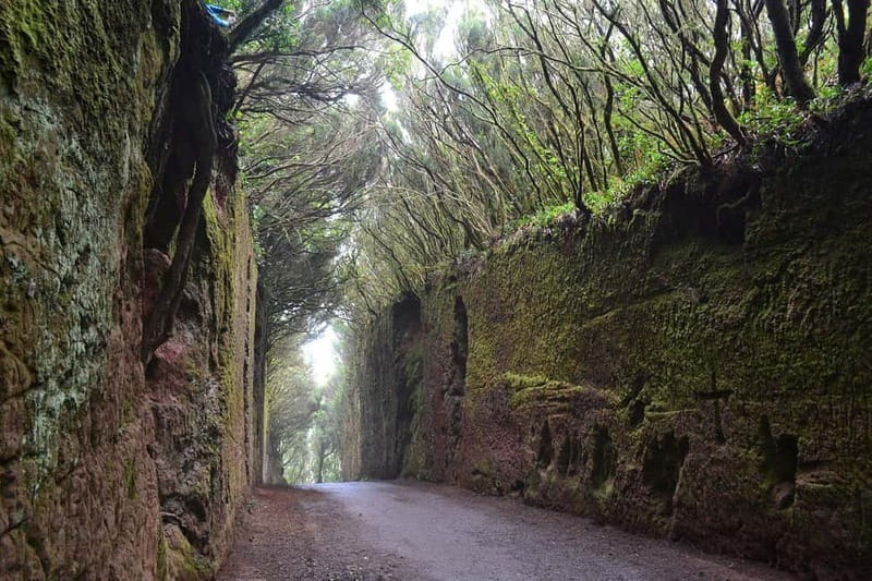 Tenerife Hidden Gem: Anaga Hike, Bajamar Pools & Cocktail - The Path of the Senses and Anaga’s laurel forest