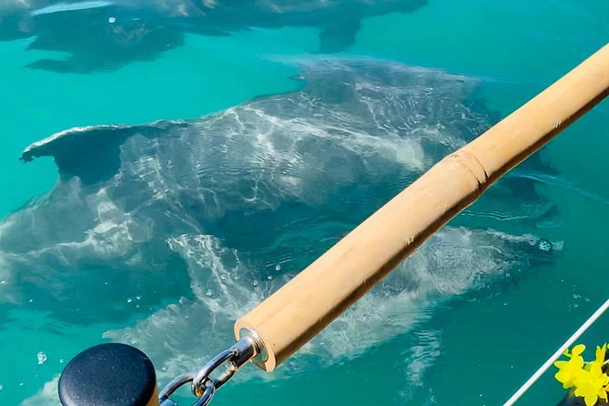 Tiki Boat - Clearwater - The Only Authentic Floating Tiki Bar - Dolphins, manatees, and small finds in the water
