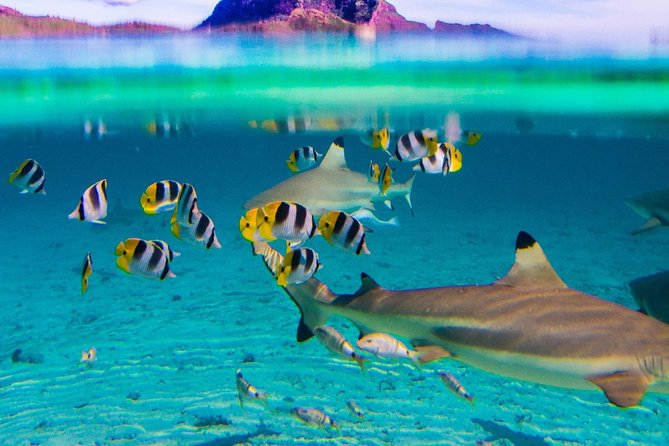 Toa Boat Bora Bora Private Lagoon Tour On Entertainer Bar Boat - What the private format is worth at $575