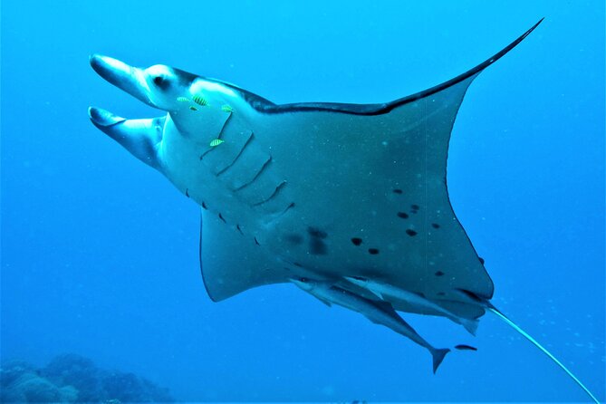Toa Boat Bora Bora Private Lagoon Tour On Entertainer Bar Boat - Booking details and cancellation timing