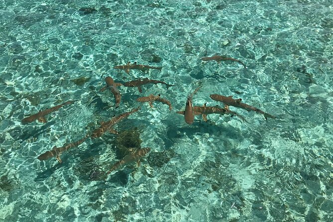 Toa Boat Bora Bora Private Lagoon tour with Lunch on Entertainer Bar Boat - A freshly prepared lunch in the middle of the lagoon