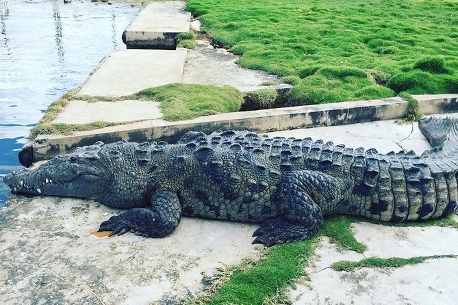 YS Falls, Black River Safari, and Floyd's Pelican Bar Day-Trip (Transportation) - Booking and cancellation details worth knowing