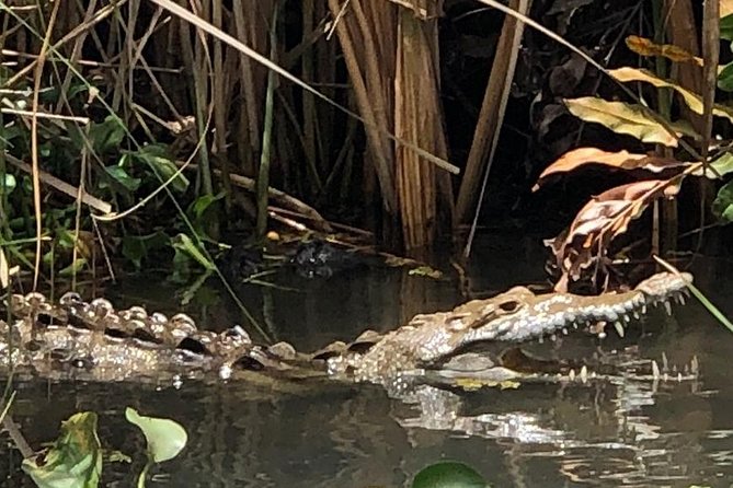 YS Falls, Black River Safari, Appleton Rum Tour OR Pelican Bar (Choose Up to 3) - Why the South Coast works as a full-day outing