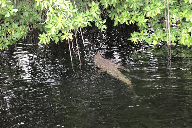 YS Falls, Black River Safari, Floyd’s Pelican Bar - Weather and cancellation rules